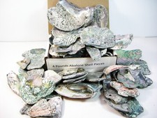 Abalone pieces pound for sale  Clayton