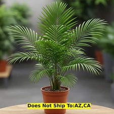 Cat palm 6in for sale  Miami