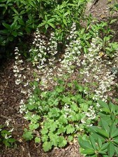1200 coral bells d'occasion  Expédié en Belgium