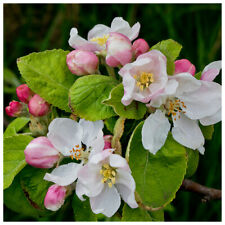 Crab apple tree for sale  NEWTOWNARDS