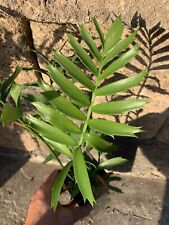 Encephalartos arenarius alexan for sale  San Diego