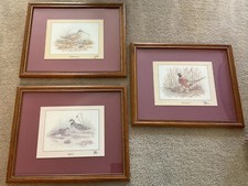 Decorator bird quail for sale  Hinckley