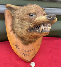 Taxidermy fox head for sale  HEREFORD