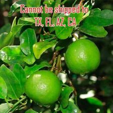 Key lime tree for sale  Danielson