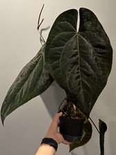 Anthurium tezula ace for sale  Valleyford