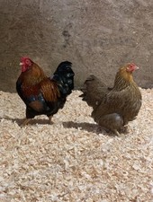 Partridge wyandotte bantam for sale  BURY ST. EDMUNDS