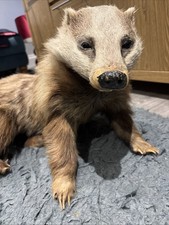 Antique taxidermy badger for sale  CULLOMPTON