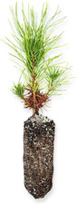Shore pine seedling for sale  Denver