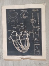 Affiche anatomie système d'occasion  Montreuil-Juigné
