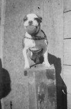 chiot boston terrier d'occasion chiot boston terrier d'occasion Expédié en Belgium