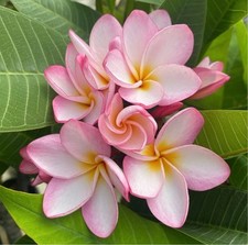 10 plumeria plants for sale  Kailua