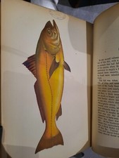 History the fishes d'occasion  Longlaville