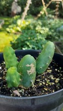Tbm bridgesii sacred for sale  Davenport