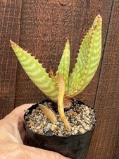 Aloe maculata soap for sale  San Diego