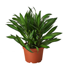 Dracaena song jamaica for sale  San Marcos