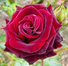 Rosa black magic usato  Napoli