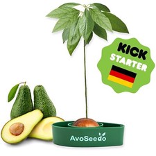 Faire pousser avocatier d'occasion  Lyon I