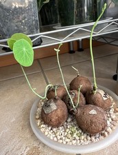 Stephania erecta 3 usato  Ornago