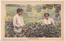 Theepluksters old postcard for sale  WIRRAL