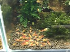 Crevette calceo red d'occasion  Bessines-sur-Gartempe