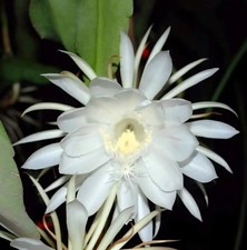 Epiphyllum oxypetalum fragrant for sale  Dripping Springs