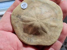Oursin fossile clypeaster d'occasion  Sessenheim