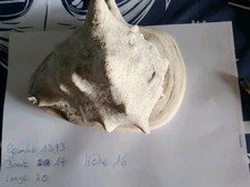 Muschel gross cassis gebraucht kaufen  Münster