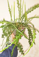 Fishbone cactus epiphyllum for sale  HALIFAX