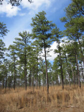 Loblolly pine 20 for sale  Allentown