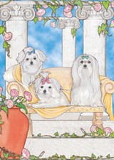 Maltese birthday card for sale  Honesdale
