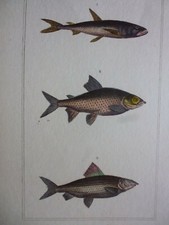 Gravure couleur buffon d'occasion  Lunéville