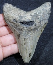 Megalodon shark tooth for sale  Wilmington
