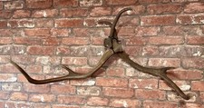 Pair red deer for sale  WINCHESTER