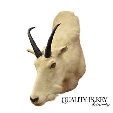 Vintage taxidermy white for sale  Philadelphia