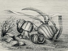 C1896 antique print for sale  UK