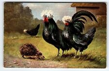 White crested black for sale  Collingswood