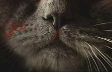 Picture postcard cat for sale Picture postcard cat for sale  NEWCASTLE UPON TYNE