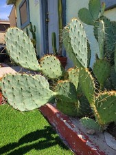Live prickly pear for sale  Buckeye