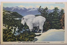 Cartão postal antigo vintage Montana MT Glacier National Park Rocky Mountain Goat comprar usado  Enviando para Brazil