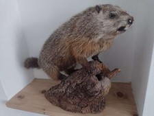 Murmeltier präparat gebraucht kaufen Murmeltier präparat gebraucht kaufen  Meisenheim