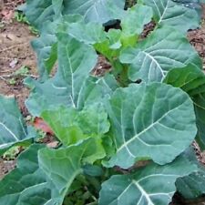 400 georgia collard for sale  Buffalo
