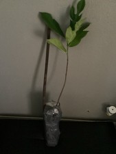 Jackfruit seedling gal. for sale  Kissimmee