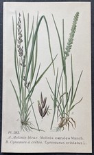 Botanique molinie bleue d'occasion  Limoges-