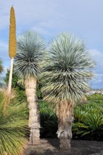 Texas palmlilie yucca gebraucht kaufen  Dortmund
