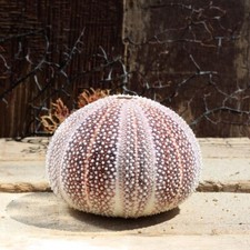 Cornish sea urchin for sale  ILMINSTER