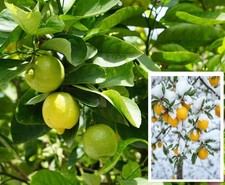 Winterharte bergzitrone schnel gebraucht kaufen Winterharte bergzitrone schnel gebraucht kaufen  Kaiserslautern
