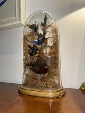 Antique victorian bird for sale  GUILDFORD