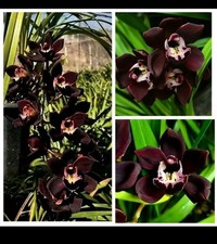 Cymbidium kiwi midnight for sale  NOTTINGHAM
