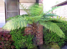 Cyathea australis australische gebraucht kaufen  Wurzen