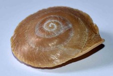 Shells terrestrial camaenidae d'occasion  Expédié en Belgium